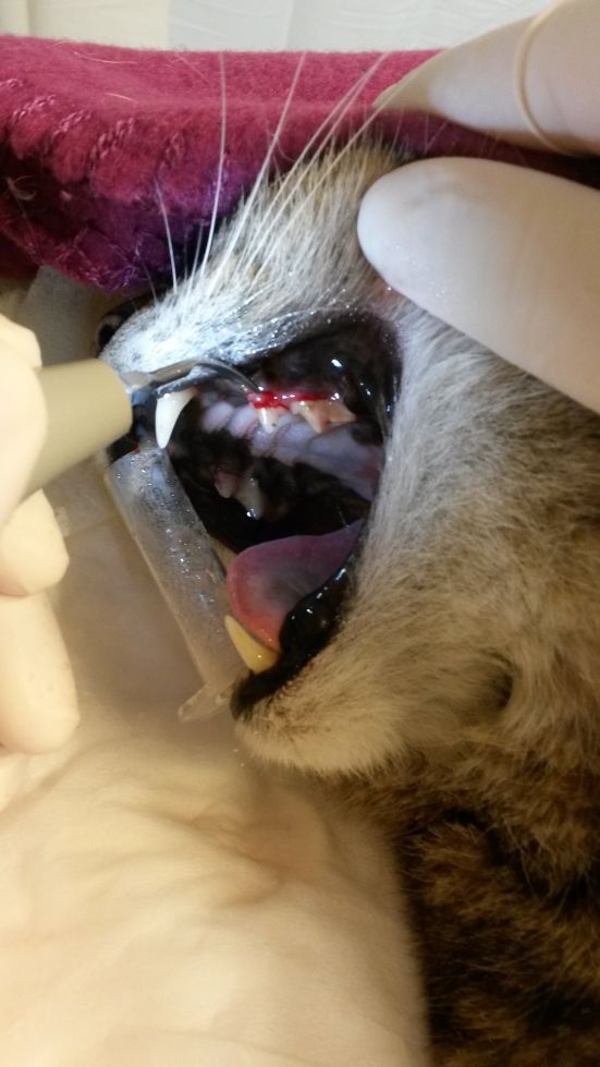 Odstranění zubního kamene kočky