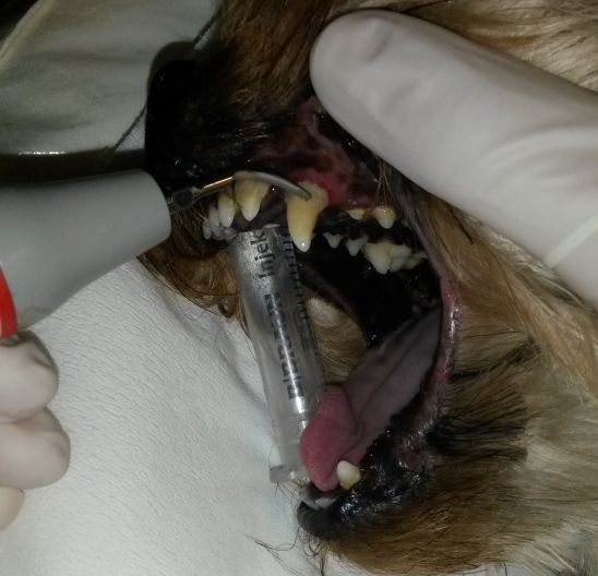 Odstranění zubního kamene psa