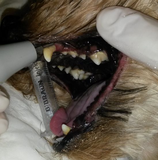 Odstranění zubního kamene psa
