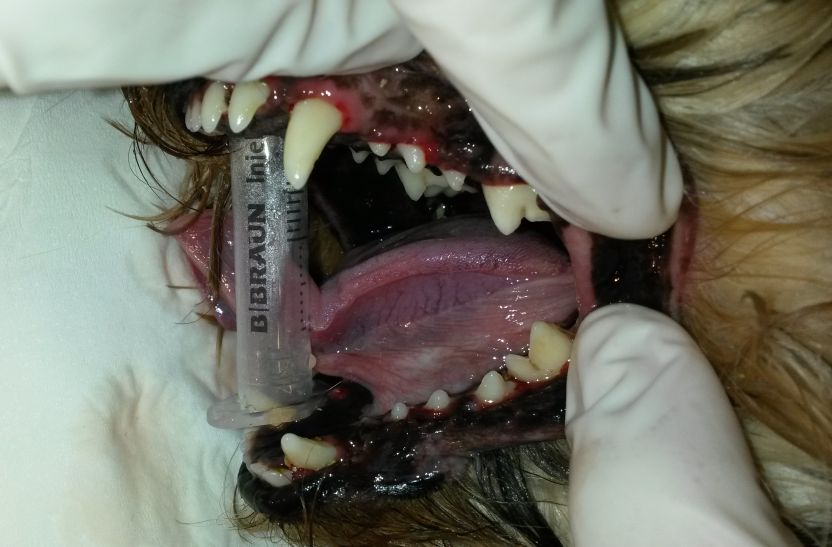 Odstranění zubního kamene psa