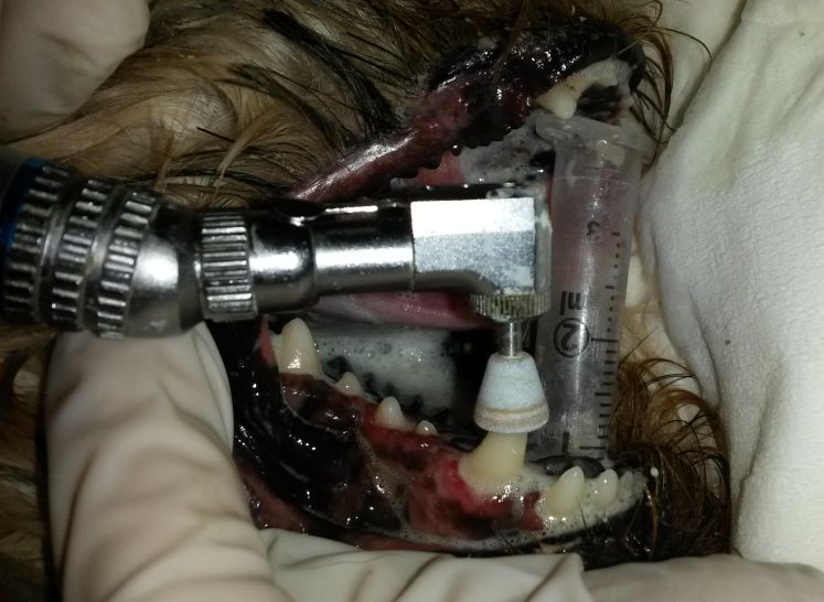 Ošetření chrupu psa