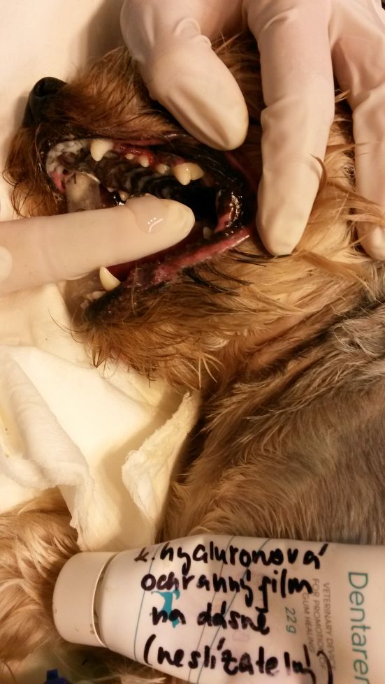 Ošetření chrupu psa