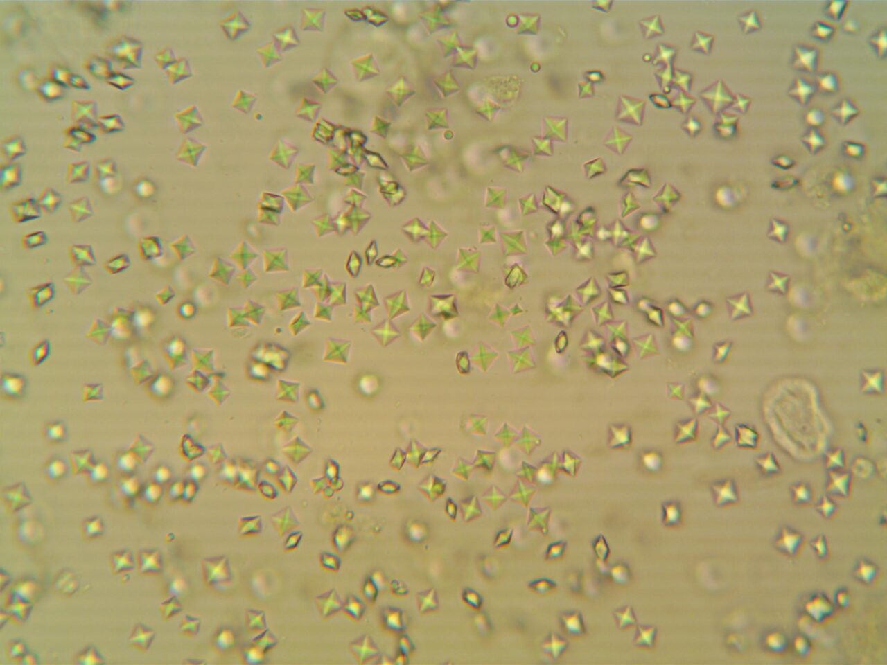 TVORBA OXALÁTOVÝCH KRYSTALŮ