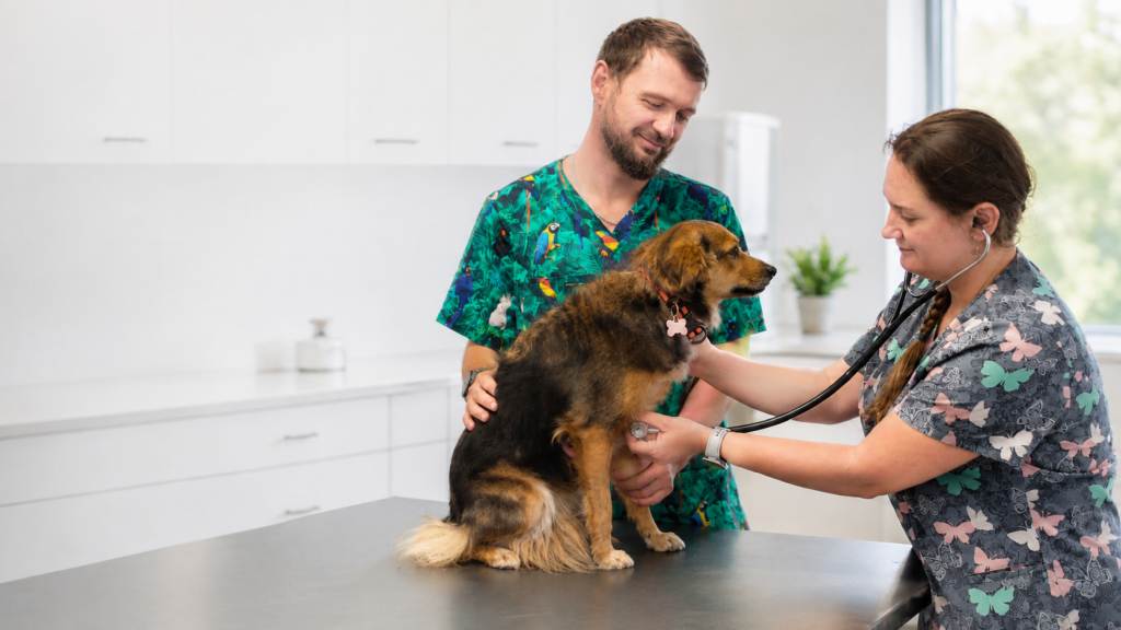 Bez v péči veterinářů