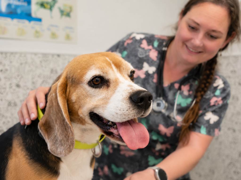 Pes u veterináře
