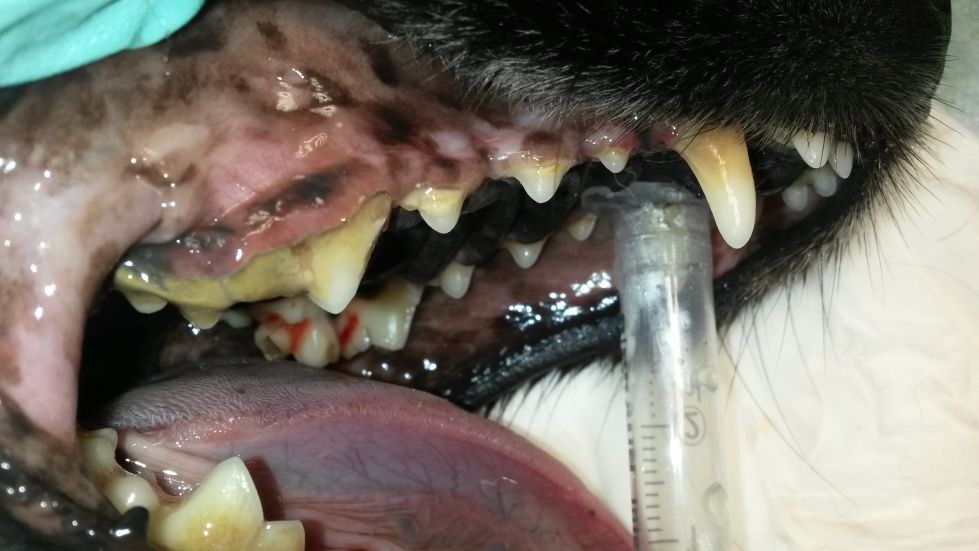 Ošetření chrupu psa