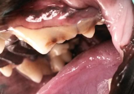 Ošetření chrupu psa