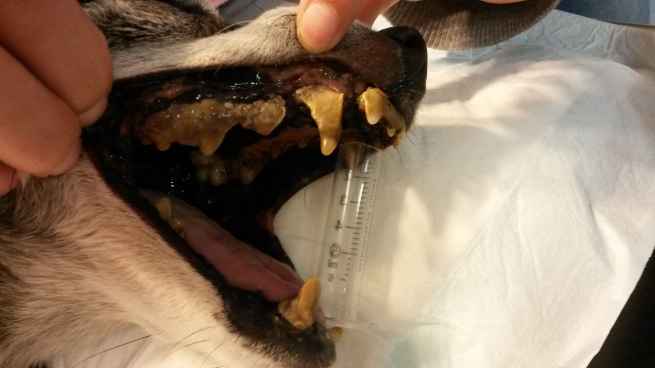 Ošetření chrupu psa