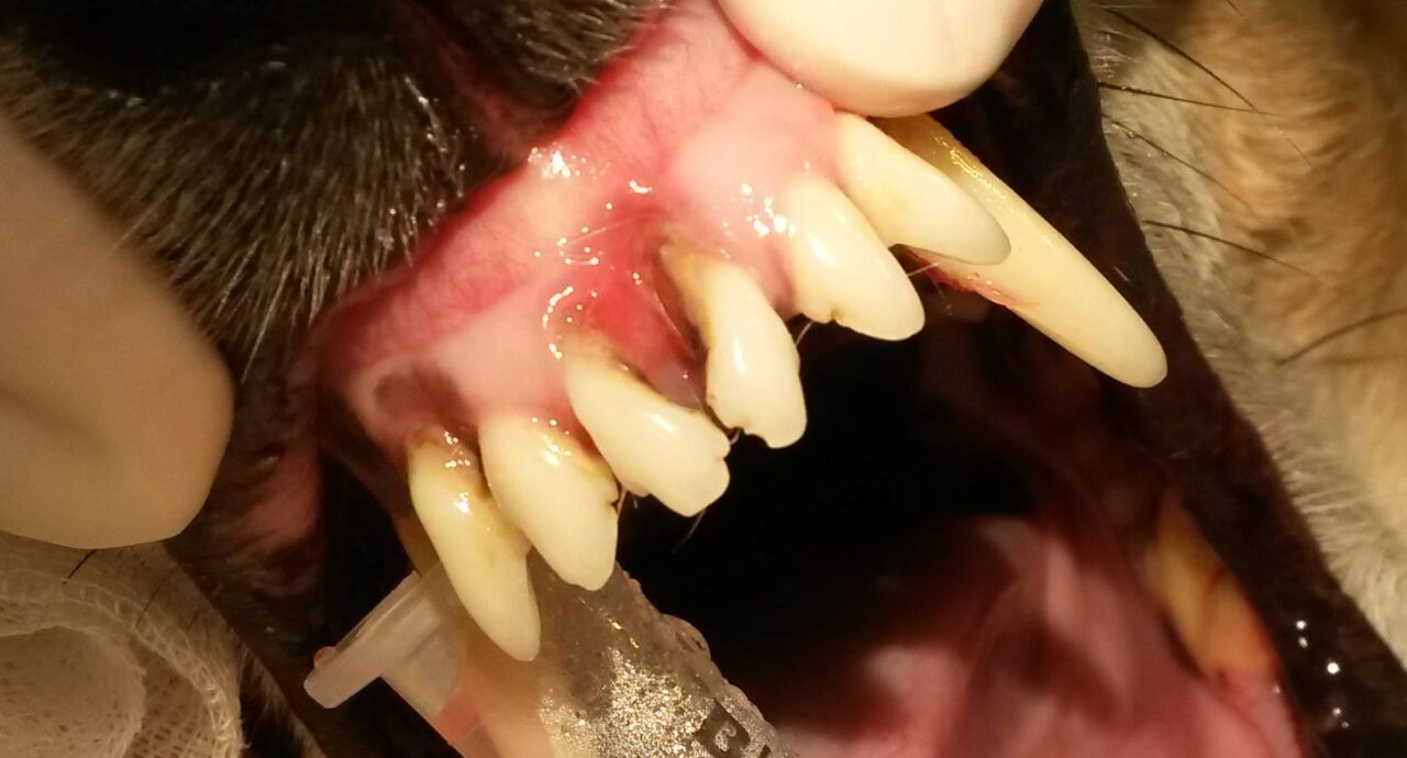 Ošetření chrupu psa