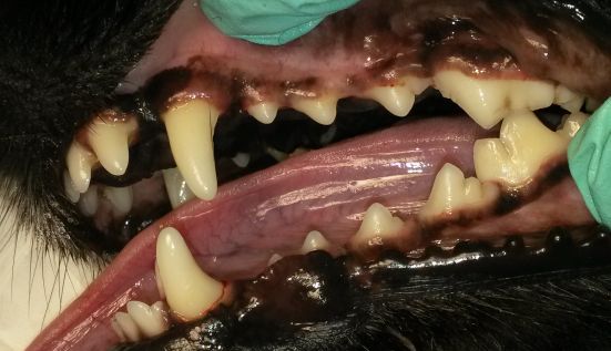 Ošetření chrupu psa