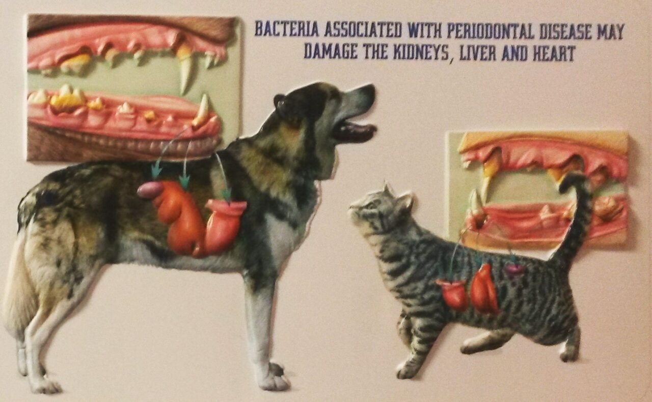 Rizika zánětu chrupu u zvířat