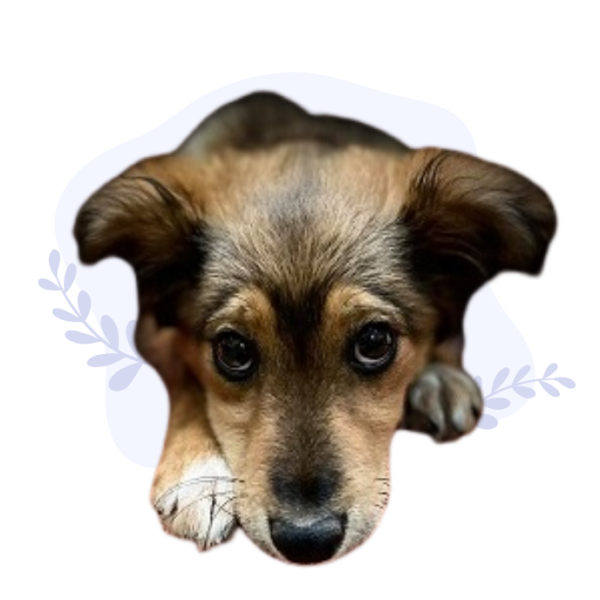 pes O nás