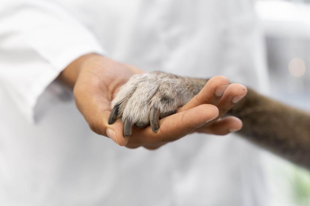 Veterinář drží psa za packu