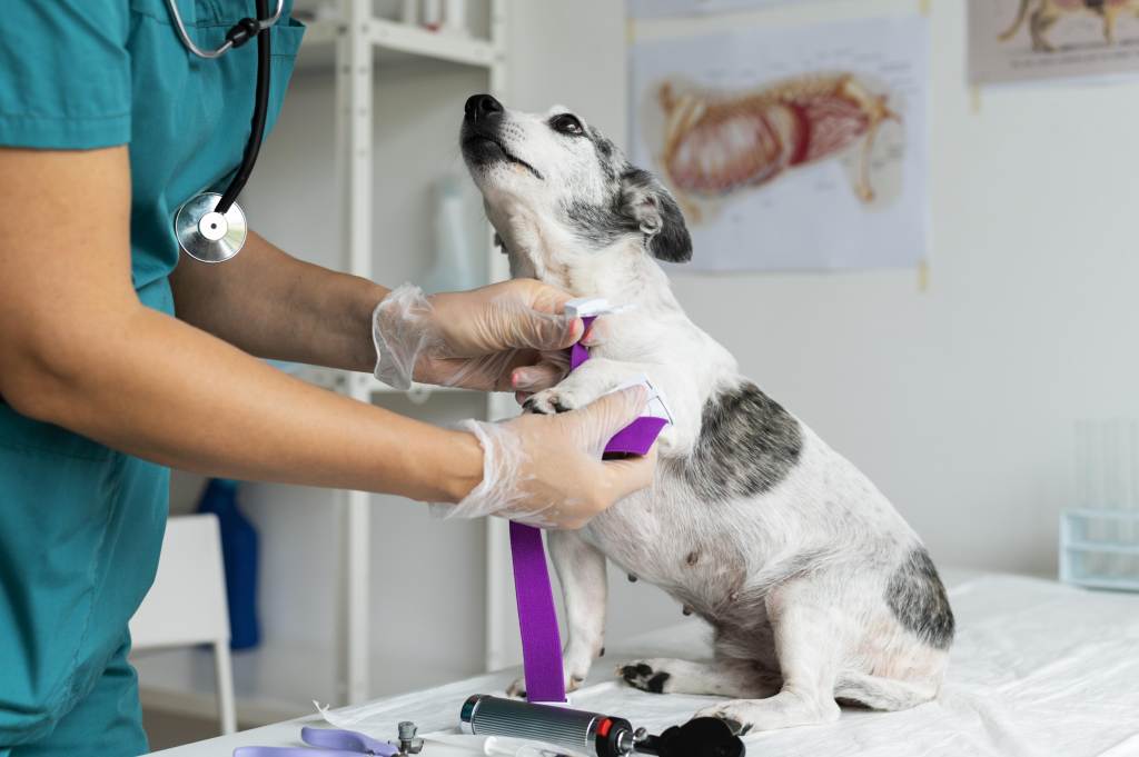 Pes v péči veterináře