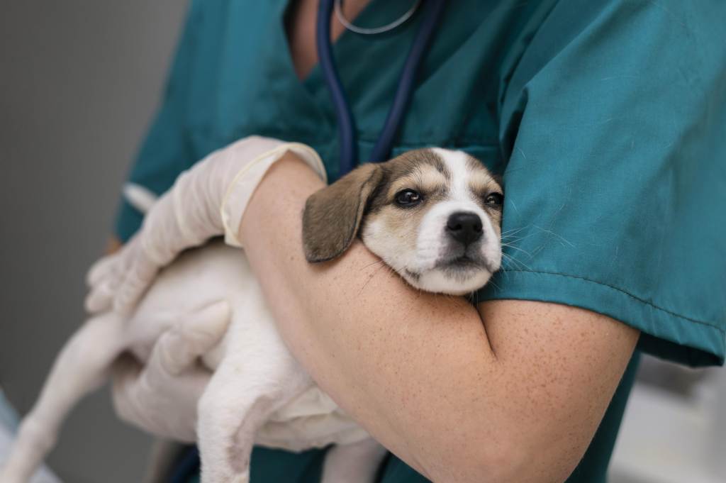Pejsek v náruční veterináře