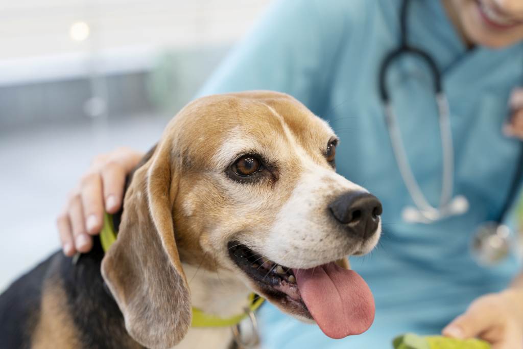 Pejsek u veterináře