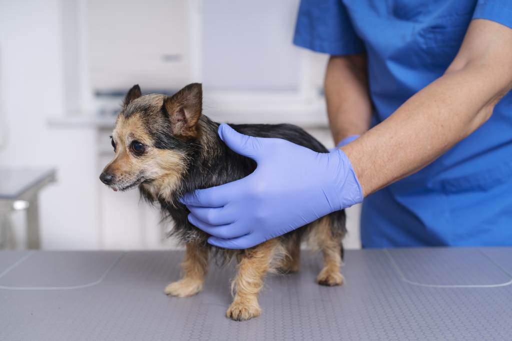 Pes v péči veterináře